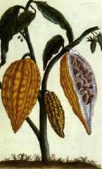 Le cacaoyer