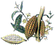 Le cacaoyer